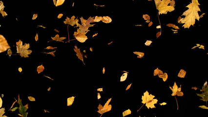 Falling Autumn Leaves. Mix of Maple and Beech. Isolated on Black Background.  Still for Seasonal...