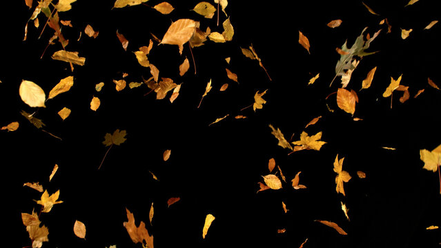 Falling Autumn Leaves. Mix of Maple and Beech. Isolated on Black Background.  Still for Seasonal Design, Overlay Effects, or Visual Storytelling.