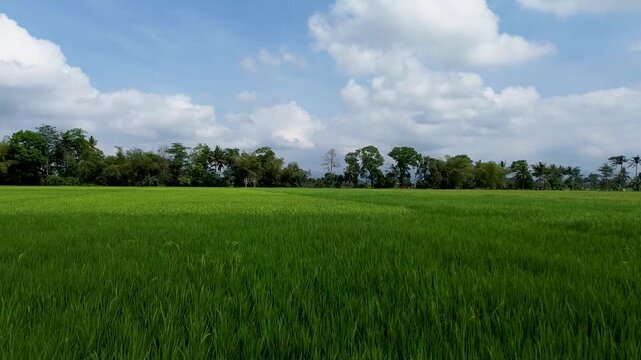 Aerial View of Rice Fields in Malang Regency, East Java, Indonesia
