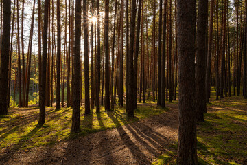 Green moss and grass on a ground in tall pine forest with hiking trail. An outdoor nature trail surrounded by natural beauty. The sun shines through pine trunks. Natural scenic for wallpaper design.