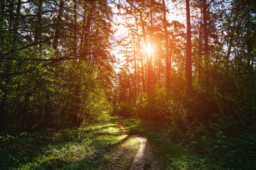 Obraz premium Forest path winding through green trees. Sunlit park landscape. Outdoor escape and natural scenery for relaxation. Vintage film aesthetic.