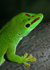 Madagaskar-Taggecko (Phelsuma madagascariensis) Portrait, Seitenansicht 