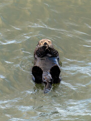 北海道　げっ歯類　ラッコ　海獺　らっこ　猟虎　野生　海