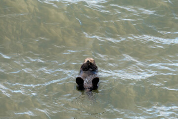 北海道　げっ歯類　ラッコ　海獺　らっこ　猟虎　野生　海