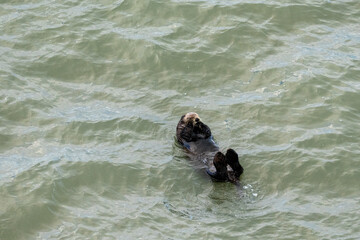 北海道　げっ歯類　ラッコ　海獺　らっこ　猟虎　野生　海