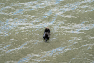 北海道　げっ歯類　ラッコ　海獺　らっこ　猟虎　野生　海
