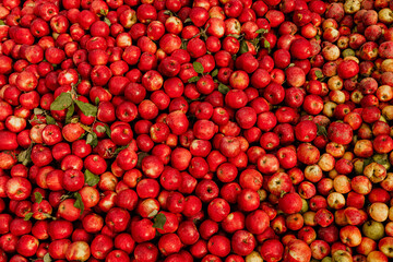 Massive Pile of Freshly Harvested Apples. Abundance of Red Apples in the garden. 