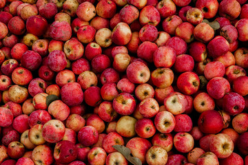 Massive Pile of Freshly Harvested Apples. Abundance of Red Apples in the garden. 