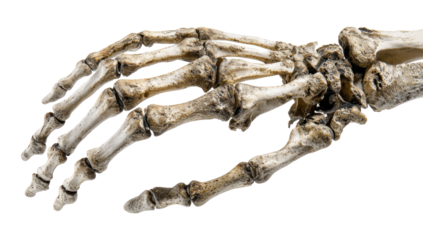 Human hand skeleton on transparent background