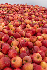Massive Pile of Freshly Harvested Apples. Abundance of Red Apples in the garden. 