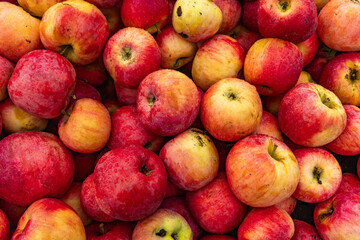 Massive Pile of Freshly Harvested Apples. Abundance of Red Apples in the garden. 