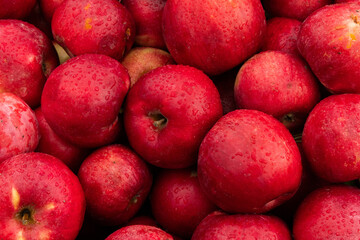 Massive Pile of Freshly Harvested Apples. Abundance of Red Apples in the garden. 
