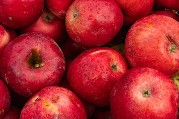 Massive Pile of Freshly Harvested Apples. Abundance of Red Apples in the garden. 