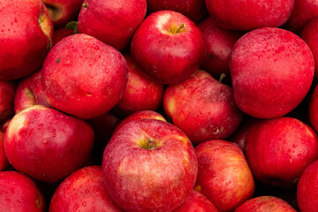 Massive Pile of Freshly Harvested Apples. Abundance of Red Apples in the garden. 