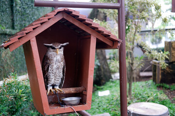 Owl Bird Relaxing on a Wooden Perch Inside Its Aviary