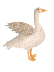 Watercolor cartoon toy goose. Hand-drawn cute goose on a white background. Bird in cartoon style.