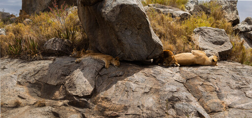 Serengeti National Park, Tanzania: Lion Cubs Resting on a Kopje in the African Savannah