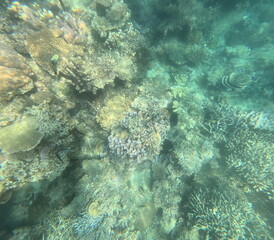 snorkeling on Karimunjawa Island