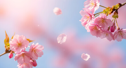 Pink Cherry Blossoms and Falling Petals against Blue Sky | Spring Floral Background for Wedding Invitations, Valentine's Day Cards, and Seasonal Marketing