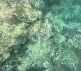 snorkeling on Karimunjawa Island