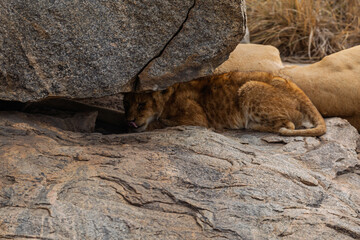 Serengeti National Park, Tanzania: Lion Cub Resting in the Shade of a Boulder