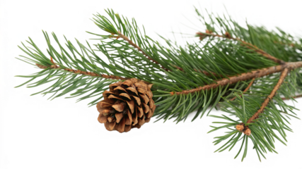 A green pine branch with a brown cone isolated on transparent background