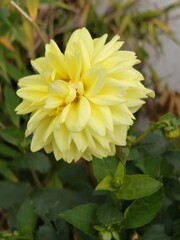 ​Vibrant Yellow Dahlia or Chrysanthemum Flower close-up. Bright floral texture and details. Perfect for gardening, summer, spring, nature, and beauty concepts.