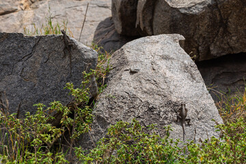 Fototapeta premium Serengeti National Park, Tanzania: Cryptic Lizards on a Granite Kopje