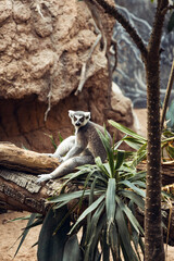 ring tailed lemur