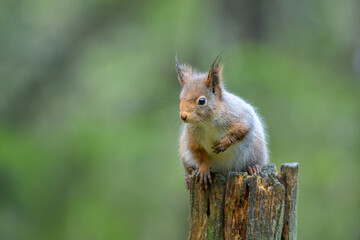 Cute Red Squirrel (Sciurus vulgaris) in forest