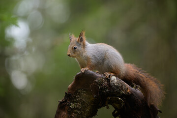 Cute Red Squirrel (Sciurus vulgaris) in forest