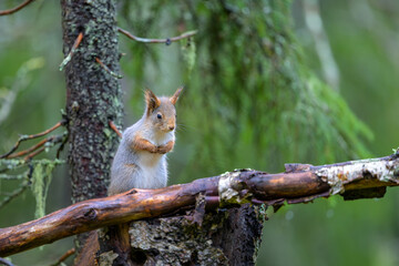 Cute Red Squirrel (Sciurus vulgaris) in forest