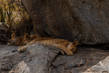 Serengeti National Park, Tanzania: Lion Cubs Sleeping on Rocky Outcrop