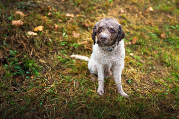 2025-10-21 OSCAR THE LAGOTTO ROMAGNOLO TRUFFLE DOG SITTING IN A LUSH LEAF COVERED FIELD LOOKING UP WITH NICE EYES IN ZOCCO ITALY