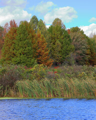 Trees and reeds on the shore of Stanfield Lake in early autumn with clouds in a blue sky
