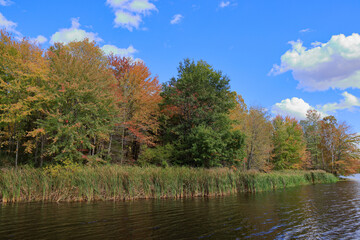 Trees and reeds on the shore of Stanfield Lake in early autumn with clouds in a blue sky