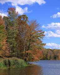 Trees and reeds on the shore of Stanfield Lake in early autumn with clouds in a blue sky