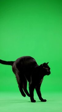 Leaping feline against chroma key green