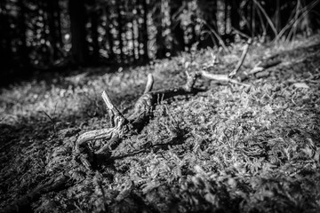 Eine kleine Holzwurzel liegt am moosigen Waldboden in schwarz weiss