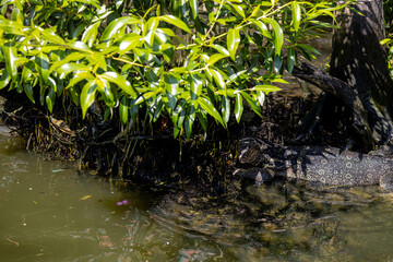 Adult monitor lizard in the waters of the Melaka River, Malaysia