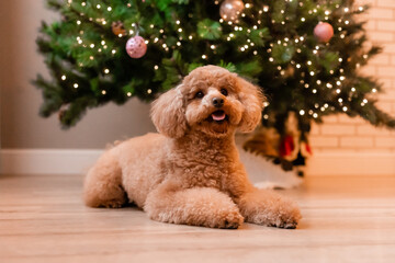 miniature poodle dog sits next to a Christmas tree at home