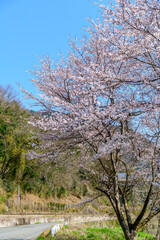 満開に咲いている桜並木のとても美しい春の風景A very beautiful spring landscape of cherry blossom trees that can be seen in Japan