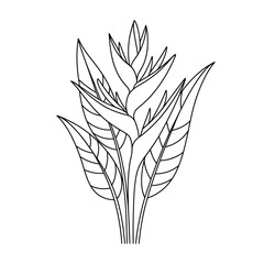 Black and white line drawing of a tropical heliconia flower