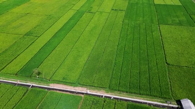 Aerial View of Rice Fields in Malang Regency, East Java, Indonesia