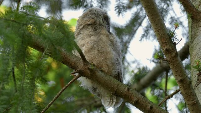 Cute playful owlet in a pine forest. Close up clip of a young long eared young owl baby.