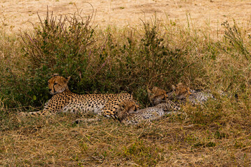 Serengeti National Park, Tanzania: A Cheetah Mother Rests with Her Three Cubs in the Savannah.