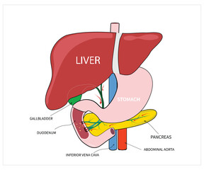 Human Digestive System Anatomy Diagram with Liver, Stomach, Pancreas, and Gallbladder. Educational Vector Illustration on white background