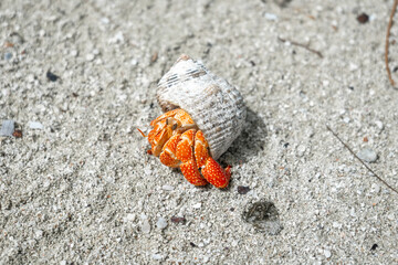 Hermit crab on a white sand beach in Maupiti, French Polynesia