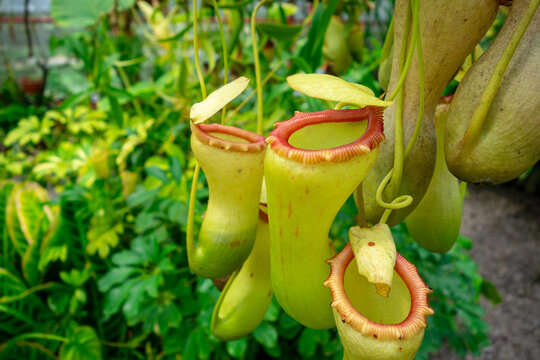 Close-up of nepenthes plant with vibrant green traps and tropical leaves