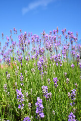 Obraz premium Vertical photo of lavender in bloom with blue sky in background